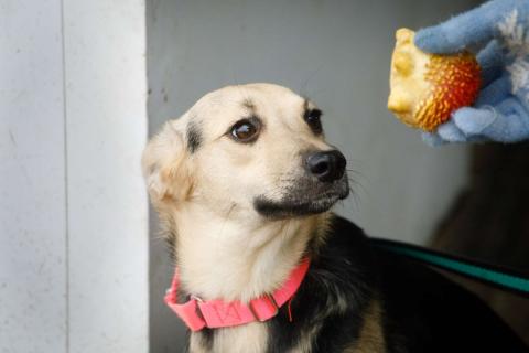 В дар собаку. Маленькая милашка Глория ищет дом. Фото2