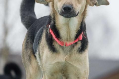 В дар собаку. Маленькая милашка Глория ищет дом. Фото3