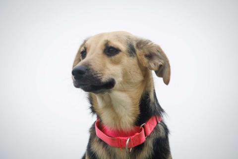 В дар собаку. Маленькая милашка Глория ищет дом. Фото4