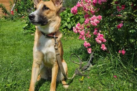 В дар собаку. Анфиса ищет дом!. Фото1