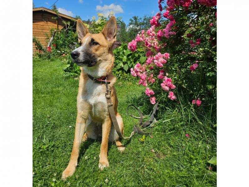 В дар собаку