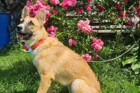 В дар собаку. Анфиса ищет дом!. Фото2