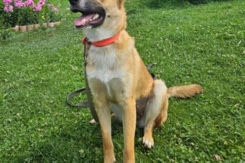 В дар собаку. Анфиса ищет дом!. Фото3