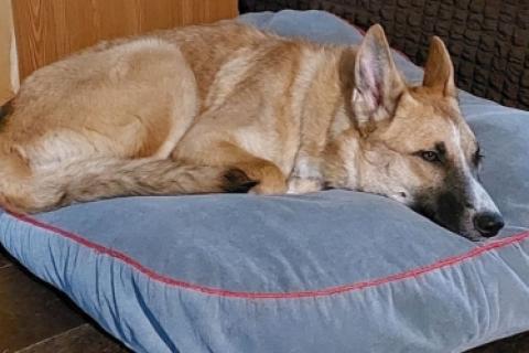 В дар собаку. Анфиса ищет дом!. Фото4