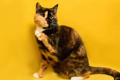 В дар кошку. Трехцветная кошка химера необычного окраса Джульетта в дар. Фото1