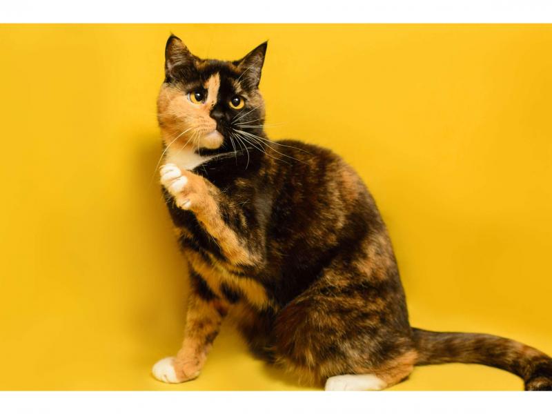 В дар кошку