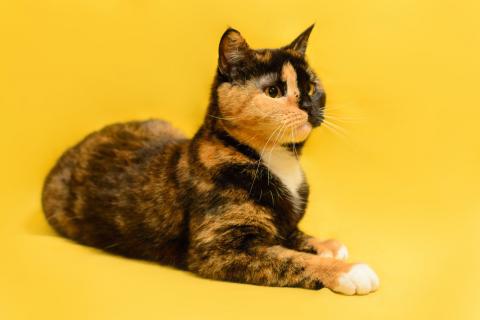 В дар кошку. Трехцветная кошка химера необычного окраса Джульетта в дар. Фото2