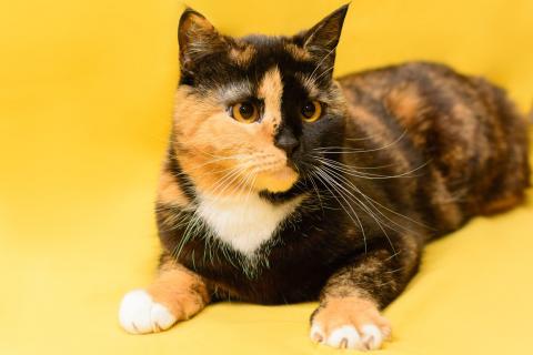 В дар кошку. Трехцветная кошка химера необычного окраса Джульетта в дар. Фото3