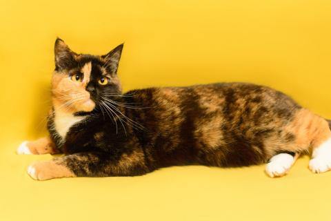 В дар кошку. Трехцветная кошка химера необычного окраса Джульетта в дар. Фото4