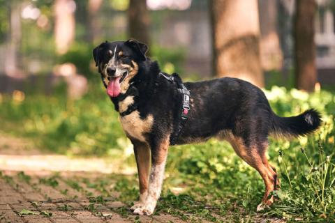 В дар собаку. Обаяшка Том ищет свою семью. Фото1