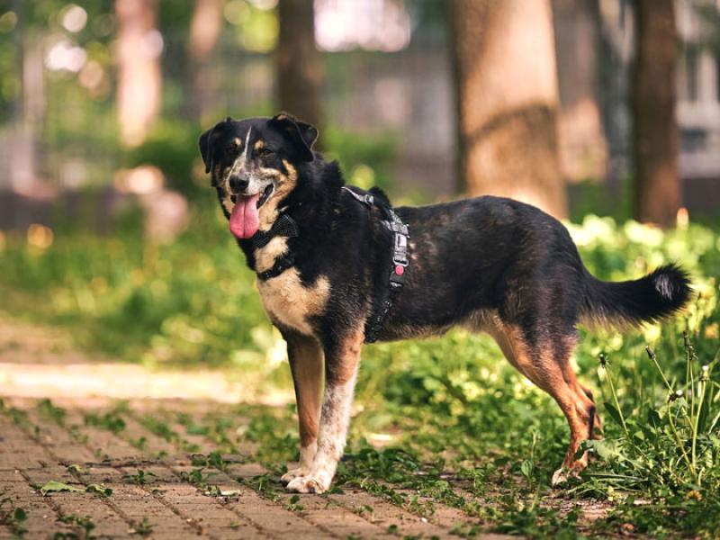 В дар собаку