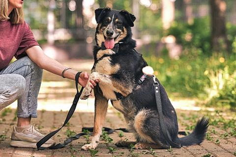 В дар собаку. Обаяшка Том ищет свою семью. Фото2