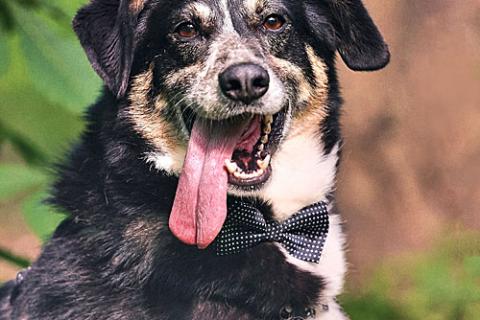 В дар собаку. Обаяшка Том ищет свою семью. Фото3