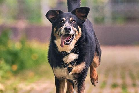 В дар собаку. Обаяшка Том ищет свою семью. Фото4