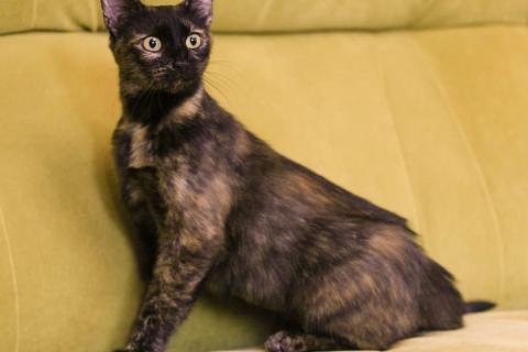 В дар кошку. Трехцветная черепаховая кошечка Халва в дар. Фото1