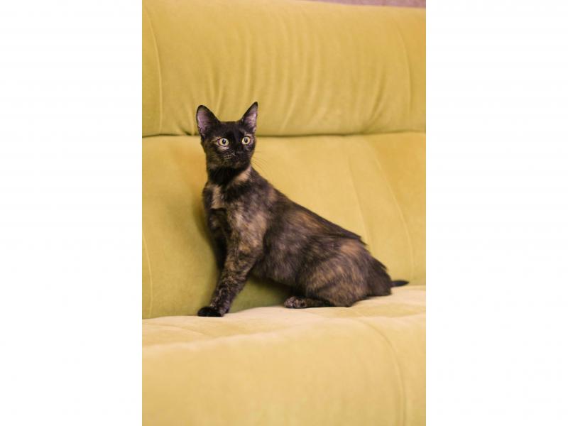 В дар кошку