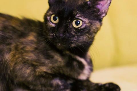 В дар кошку. Трехцветная черепаховая кошечка Халва в дар. Фото2