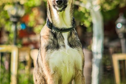 В дар собаку. Совершенно очаровательная и нежная девочка Шери ищет дом. Фото1