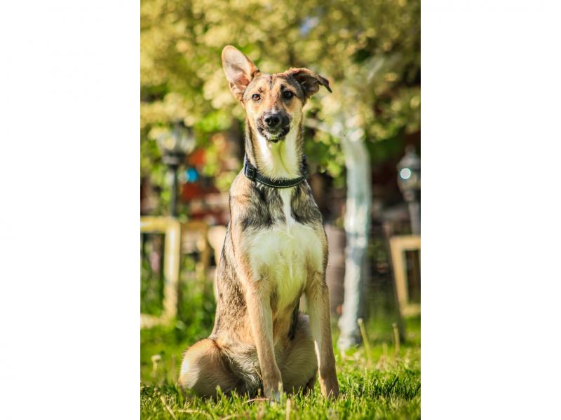 В дар собаку