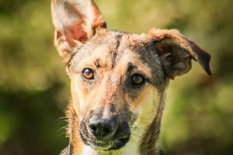 В дар собаку. Совершенно очаровательная и нежная девочка Шери ищет дом. Фото2
