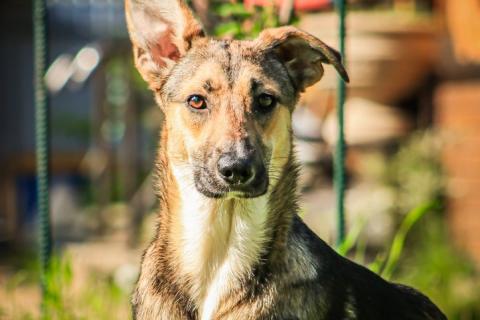 В дар собаку. Совершенно очаровательная и нежная девочка Шери ищет дом. Фото3