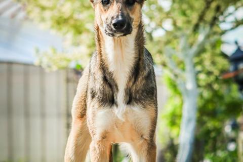 В дар собаку. Совершенно очаровательная и нежная девочка Шери ищет дом. Фото4