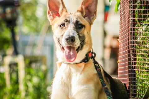 В дар собаку. Красавчик, метис овчарки Рэкс в дар. Фото1