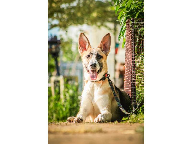 В дар собаку