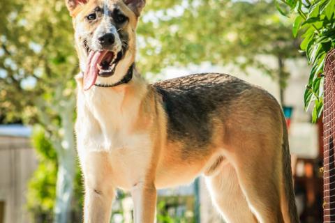 В дар собаку. Красавчик, метис овчарки Рэкс в дар. Фото2