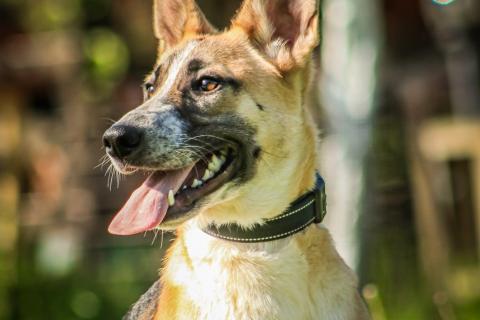 В дар собаку. Красавчик, метис овчарки Рэкс в дар. Фото3