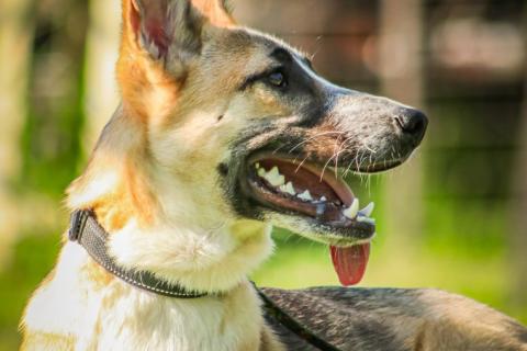 В дар собаку. Красавчик, метис овчарки Рэкс в дар. Фото4