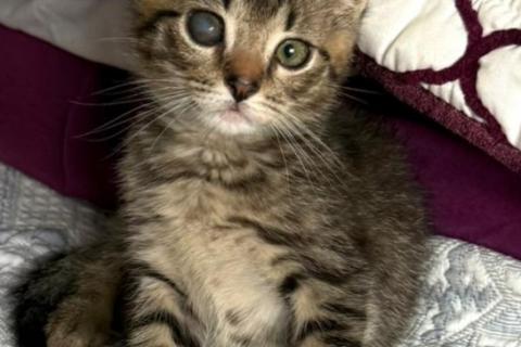 В дар кошку. Особенный котёнок Гномик в самые добрые руки. Фото1