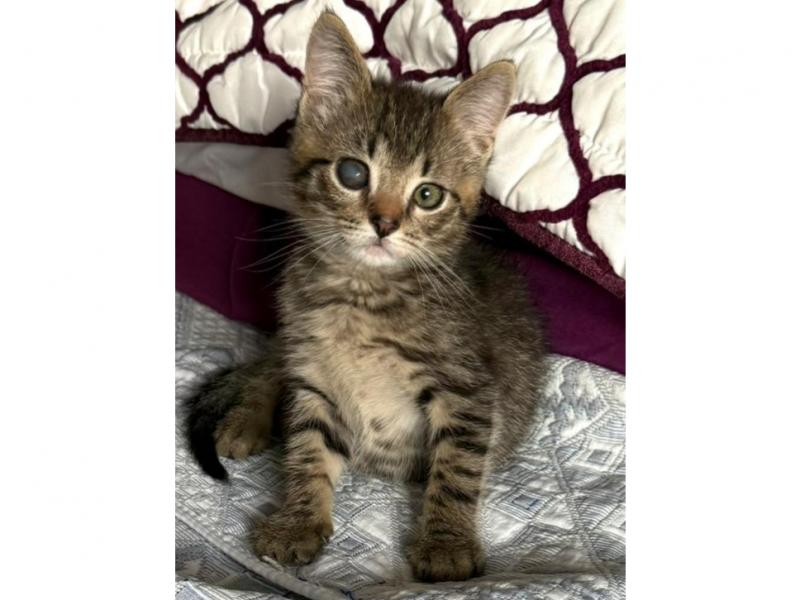 В дар кошку