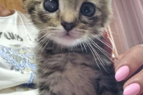 В дар кошку. Особенный котёнок Гномик в самые добрые руки. Фото2