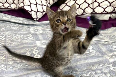 В дар кошку. Особенный котёнок Гномик в самые добрые руки. Фото3