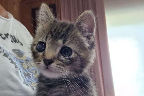 В дар кошку. Особенный котёнок Гномик в самые добрые руки. Фото4