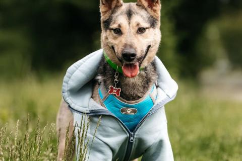 В дар собаку. Собака-компаньон для города Джефри в дар. Фото1