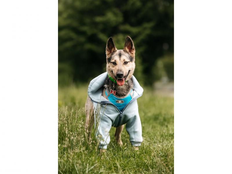 В дар собаку