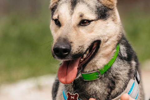 В дар собаку. Собака-компаньон для города Джефри в дар. Фото2