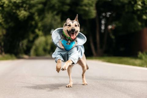 В дар собаку. Собака-компаньон для города Джефри в дар. Фото3