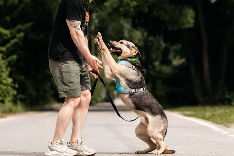 В дар собаку. Собака-компаньон для города Джефри в дар. Фото4