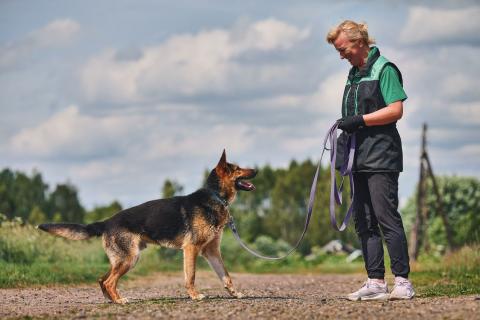 В дар собаку. Гранд: возраст 1,5 г. Фото1