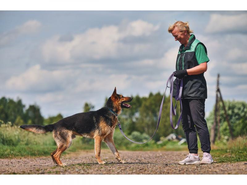 В дар собаку