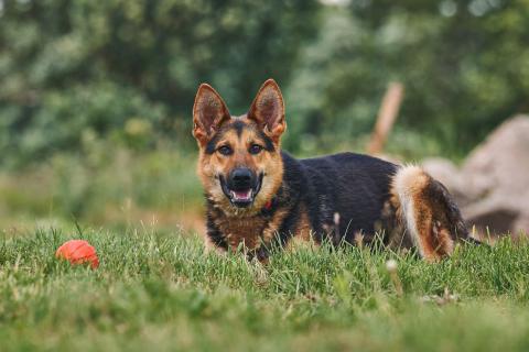 В дар собаку. Гранд: возраст 1,5 г. Фото2