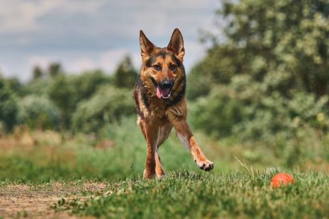 В дар собаку. Гранд: возраст 1,5 г. Фото3