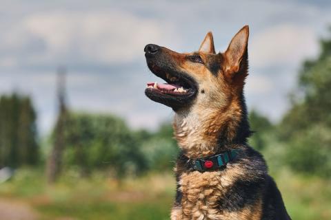В дар собаку. Гранд: возраст 1,5 г. Фото4