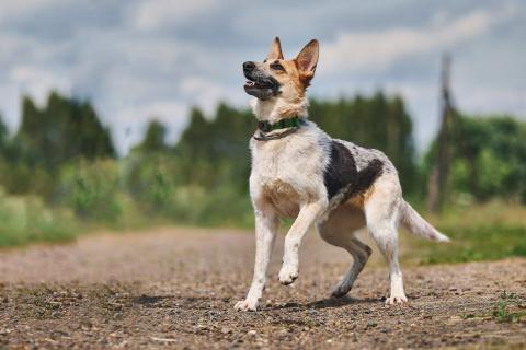 В дар собаку. Луна: возраст 1,5 г.. Фото1