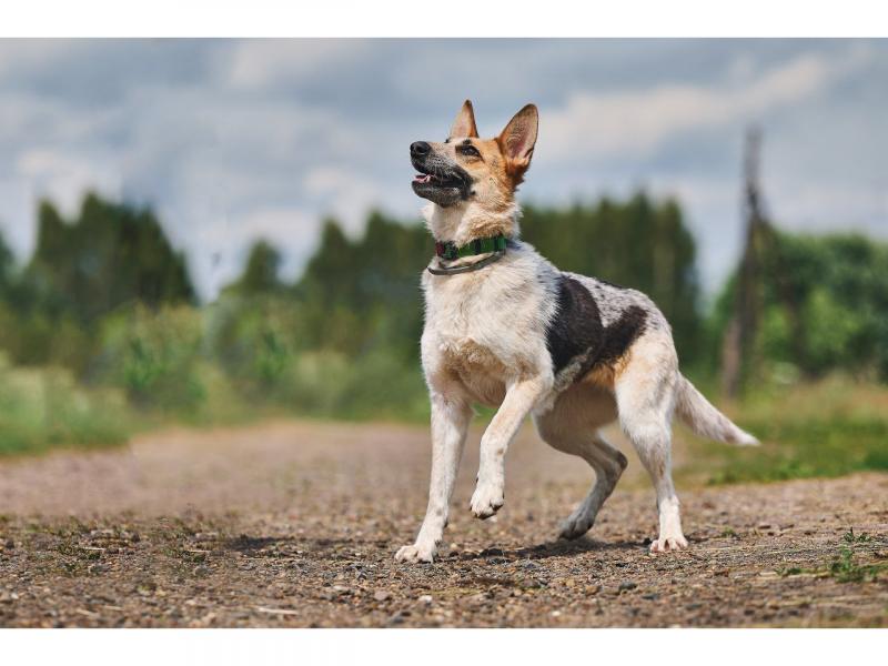 В дар собаку