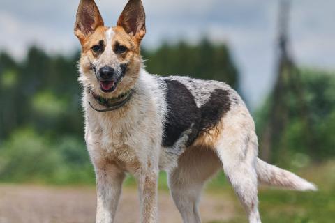 В дар собаку. Луна: возраст 1,5 г.. Фото2
