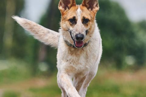 В дар собаку. Луна: возраст 1,5 г.. Фото4